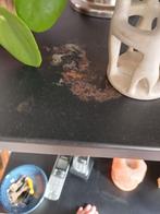 Te koop zwarte metalen kast, Huis en Inrichting, Kasten | Overige, Ophalen, Gebruikt