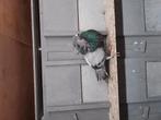 Hele mooie roeks doffer, Dieren en Toebehoren, Vogels | Duiven, Mannelijk, Kropper
