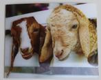 Kaart met 3D effect: geiten, Verzamelen, Ophalen of Verzenden, 1980 tot heden, Ongelopen, Overige soorten