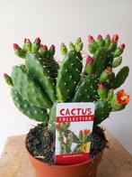 Opuntia quitensis - Bloeiende cactus, Huis en Inrichting, Kamerplanten, Cactus, Minder dan 100 cm, Ophalen of Verzenden, Bloeiende kamerplant
