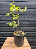 Berk boompje, Tuin en Terras, Planten | Bomen, Ophalen of Verzenden, Overige soorten