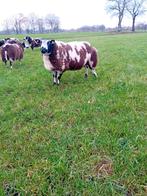 Luxe goed ontwikkeld dekram., Dieren en Toebehoren, Schapen, Geiten en Varkens, Mannelijk, Schaap, 0 tot 2 jaar