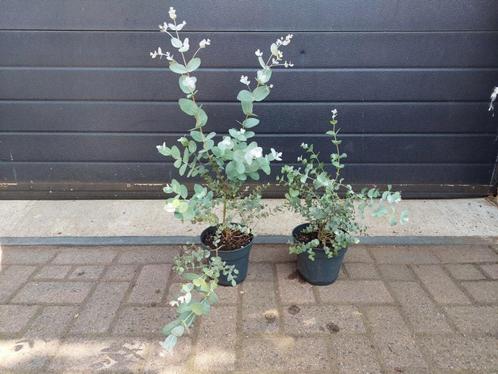 Eucalyptus Gunnii - Eucalyptusplant / Gomboom H: 50 - 70 cm., Tuin en Terras, Planten | Tuinplanten, Vaste plant, Overige soorten