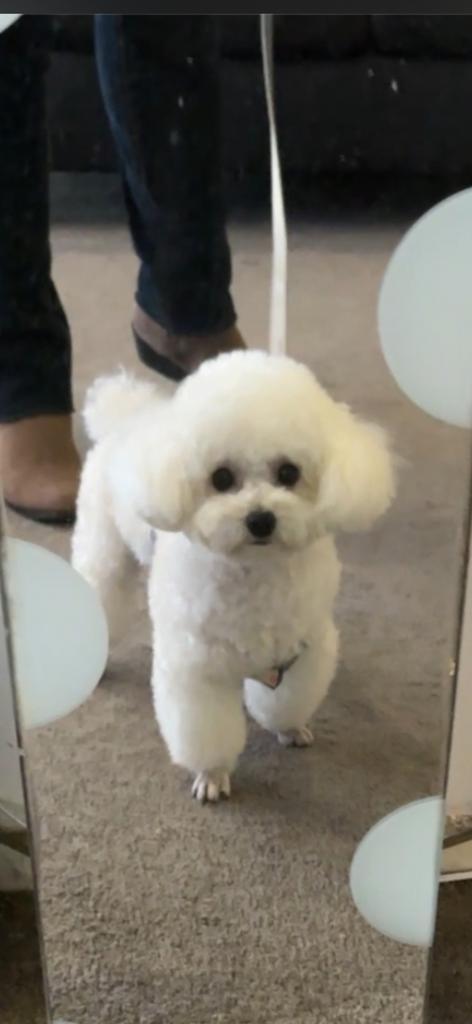 Dekreu Toypoedel ter dekking - NIET TE KOOP, Dieren en Toebehoren, Honden | Dekreuen, Reu, Particulier, Eén hond, Buitenland, 1 tot 2 jaar