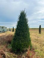 Mooie Zuilboom voor uw tuin!, Bloeit niet, 100 tot 250 cm, Zuilboom, Ophalen