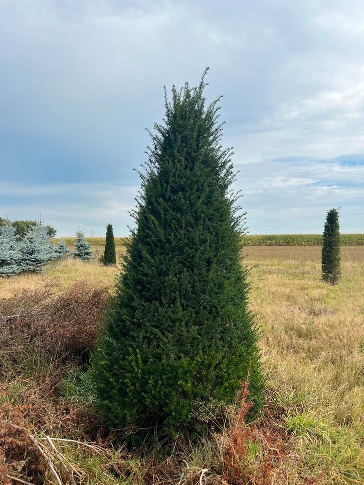 Mooie Zuilboom voor uw tuin!, Tuin en Terras, Planten | Bomen, Zuilboom, 100 tot 250 cm, Volle zon, Bloeit niet, Ophalen
