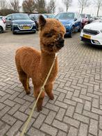 Alpaca hengstje 6 mnd oud uit 2 kampioenen, Dieren en Toebehoren, Overige Dieren, Juli, Mannelijk