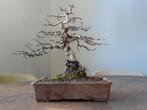 bonsai Meidoorn, Tuin en Terras, Planten | Bomen, Overige soorten, Ophalen