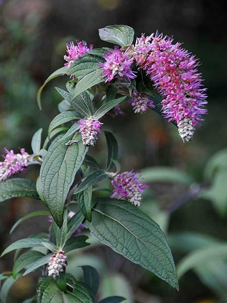 Comanthosphace dependens (Rostrinucula dependens) zeldzaam, Tuin en Terras, Planten | Tuinplanten, Ophalen