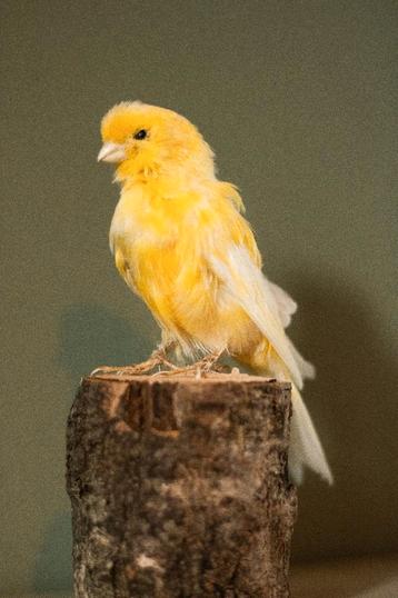 Opgezette kanarie Taxidermy  beschikbaar voor biedingen