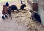 Gezocht :  bruine wallaby kangoeroes, Vrouwelijk