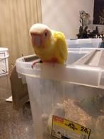 Pyrrhuras lutino, Dieren en Toebehoren, Vogels | Parkieten en Papegaaien, Meerdere dieren, Parkiet