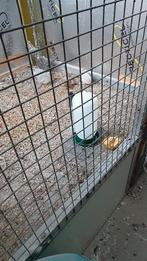 Chinese dwergkwartels, Dieren en Toebehoren, Vrouwelijk