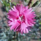 Dianthus 'Lentevreugde', Ophalen of Verzenden, Volle zon