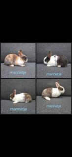 4 lieve mannen zoeken per direct nieuwe huisje, Dieren en Toebehoren, Augustus, Mannelijk