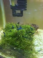 Blauwe garnalen, Kreeft, Krab of Garnaal, Zoetwatervis