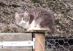 Hypoallergeen, Raszuiver Siberische poesje, Dieren en Toebehoren, Katten en Kittens | Raskatten | Langhaar, Poes, Ontwormd, 0 tot 2 jaar