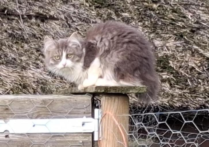 Hypoallergeen, Raszuiver Siberische poesje, Dieren en Toebehoren, Katten en Kittens | Raskatten | Langhaar, Poes, 0 tot 2 jaar