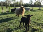 Ouessant schaap, Dieren en Toebehoren, Schapen, Geiten en Varkens, Vrouwelijk, Schaap