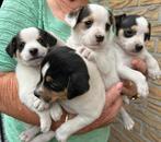 Te koop mooie driekleurige boerenfoxen, Dieren en Toebehoren, Rabiës (hondsdolheid), Jack Russell Terriër, 8 tot 15 weken, Meerdere