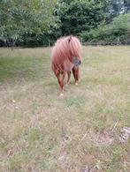 Mooi jaarling nsps merrie, Dieren en Toebehoren, Merrie