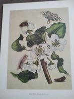 Kleuren prenten Maria Sibylla Merian, Boeken, Ophalen of Verzenden, Zo goed als nieuw, Schilder- en Tekenkunst