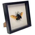 Eupatorus gracilicornis kever passe partout lijst 25x25 cm, Verzamelen, Dierenverzamelingen, Ophalen of Verzenden, Nieuw, Insect