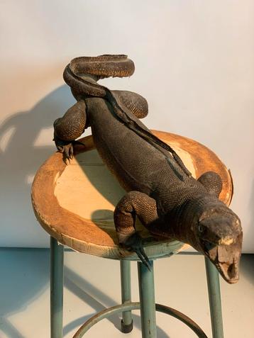 Oude Opgezette Varaan - Uniek Decoratieobject beschikbaar voor biedingen