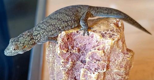Eurydactylodes Vieillardi vrouw, Dieren en Toebehoren, Reptielen en Amfibieën, Hagedis, 0 tot 2 jaar