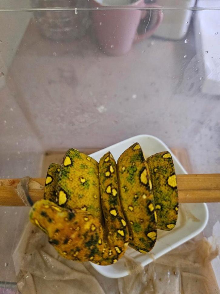 male morelia viridis azurea biak de 2024, Dieren en Toebehoren, Reptielen en Amfibieën, Slang, 0 tot 2 jaar