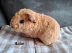 US teddy zeugjes crème Californian, September, Vrouwelijk, Cavia