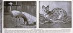Artis 1918; een Stanley-kraanvogel en een Serval, Verzenden, Voor 1940, Gebruikt, Dier