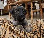 pups kruising tervuerense herder en golden retriever, Dieren en Toebehoren, Reu, 8 tot 15 weken, Meerdere, Middel