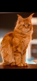 Maine Coon Kittens, Dieren en Toebehoren, Meerdere dieren, Ontwormd
