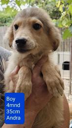 Leuke sociale puppies ter adoptie!, Rabiës (hondsdolheid), 15 weken tot 1 jaar, Handelaar, Buitenland
