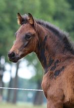 Dressuur kwpn merrieveulen v. Pjethro, Dieren en Toebehoren, Paarden, Merrie, Gechipt, Dressuurpaard, 0 tot 2 jaar