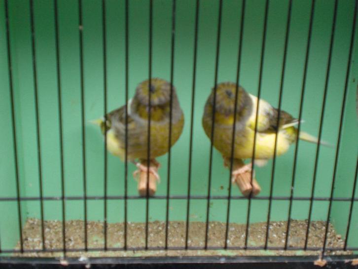 vogelbeurs vlaardingen, Dieren en Toebehoren, Vogels | Kanaries, Zangkanarie, Meerdere dieren