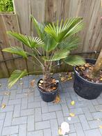 Trachycarpus wagnerianus, Ophalen, Zomer, Overige soorten, Halfschaduw