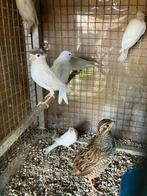 Duitse kuif kanarie, Meerdere dieren, Tropenvogel