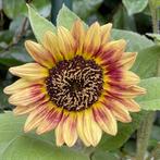 Zaden zonnebloem laag, licht geel met rode ring, Tuin en Terras, Ophalen of Verzenden, Voorjaar, Volle zon, Zaad