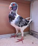 Huhnschecke doffer., Dieren en Toebehoren, Vogels | Duiven, Mannelijk, Overige soorten