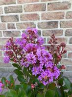 Aantrekkelijke Zomer--Herfst Bloeier / Lagerstroemia, Volle zon, Vaste plant, Zomer, Ophalen