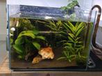 55l aquarium met co2 set en externe pomp, Ophalen of Verzenden, Zo goed als nieuw, Gevuld zoetwateraquarium