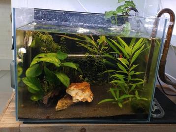 55l aquarium compleet met co2 set en externe pomp  beschikbaar voor biedingen
