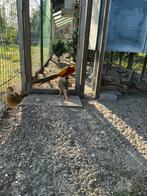 Goudfazanten, Dieren en Toebehoren