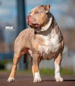 American Bully XL Dekreu, Rabiës (hondsdolheid), Reu, Meerdere, 3 tot 5 jaar