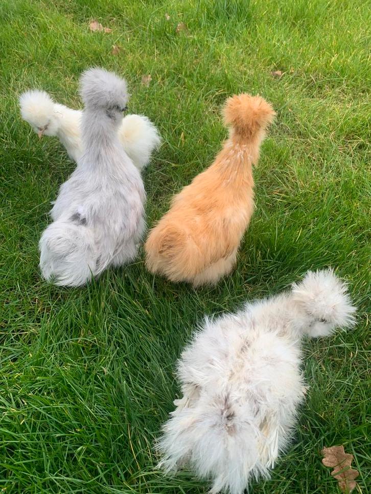 4 hennen 🐥Usa Zijdehoen 10wk  geent 💯% hen garantie✅, Dieren en Toebehoren, Pluimvee, Kip, Vrouwelijk