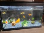 6 beutifull fishes,, Dieren en Toebehoren, Vissen | Aquaria en Toebehoren, Ophalen of Verzenden, Zo goed als nieuw, Leeg aquarium