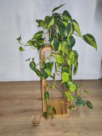 Philodendron Brasil, Ophalen, Overige soorten, Halfschaduw, In pot