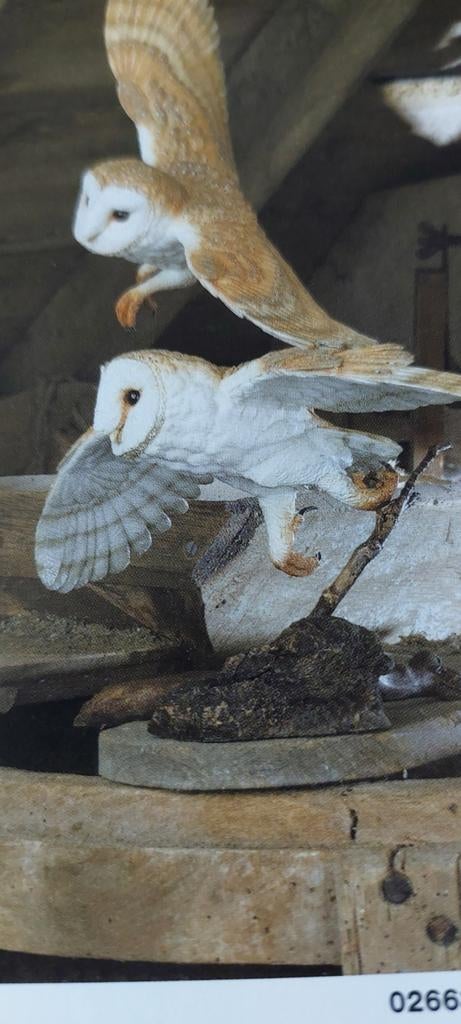 Kerkuilen koppel van Country Artists., Verzamelen, Ophalen of Verzenden, Zo goed als nieuw, Beeldje of Figuurtje